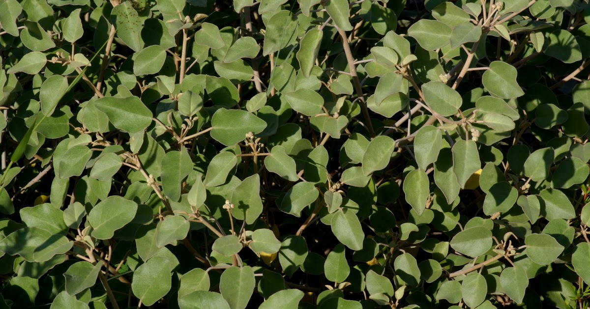 Rufino Osorio Croton punctatus — Gulf Croton