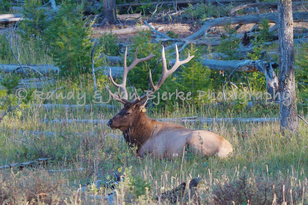 bull elk charges yellowstone tourist bull elk charges yellowstone tourist