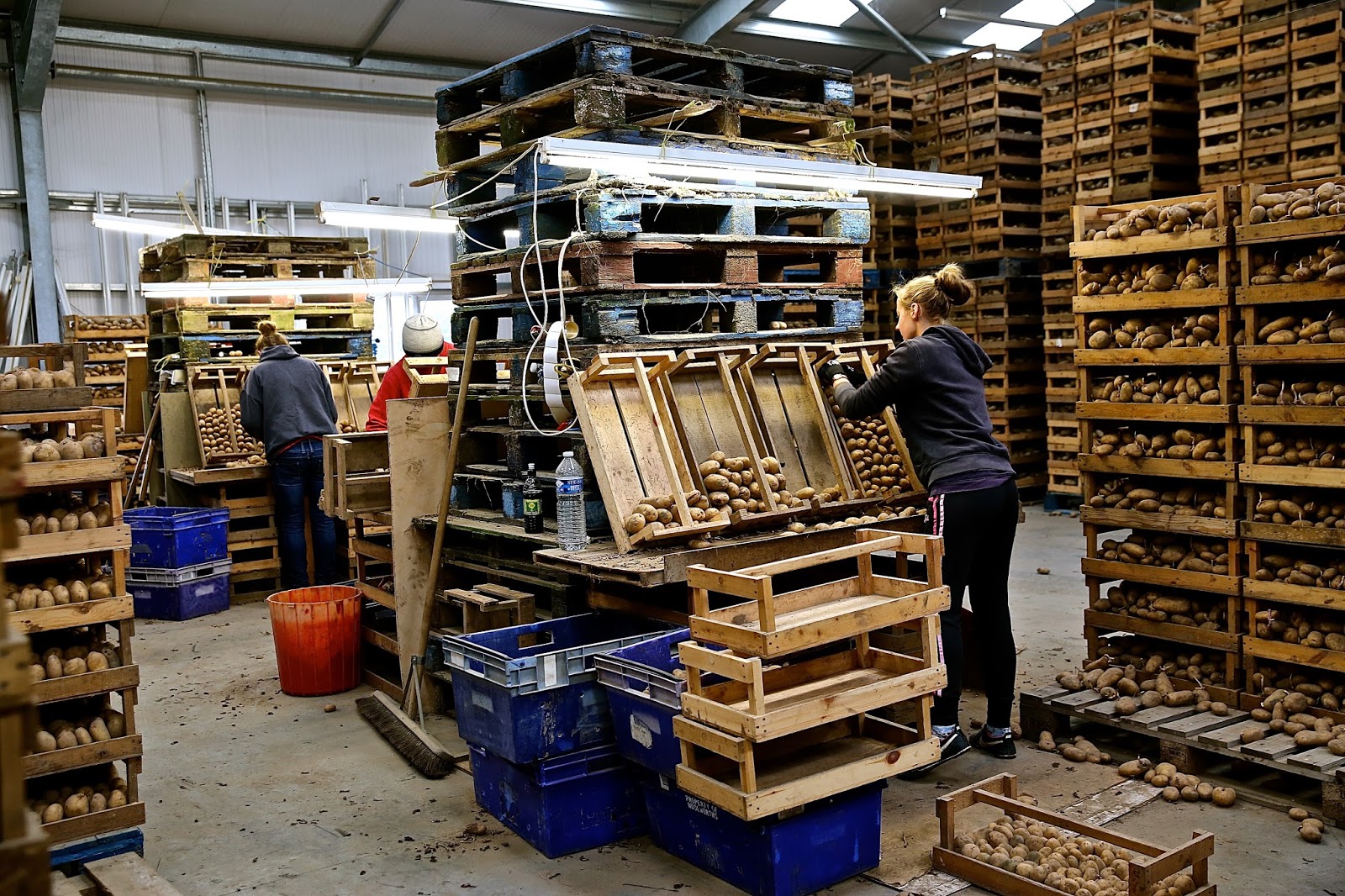 The London Foodie Jersey theislandbreak Jersey Royals, Cows and