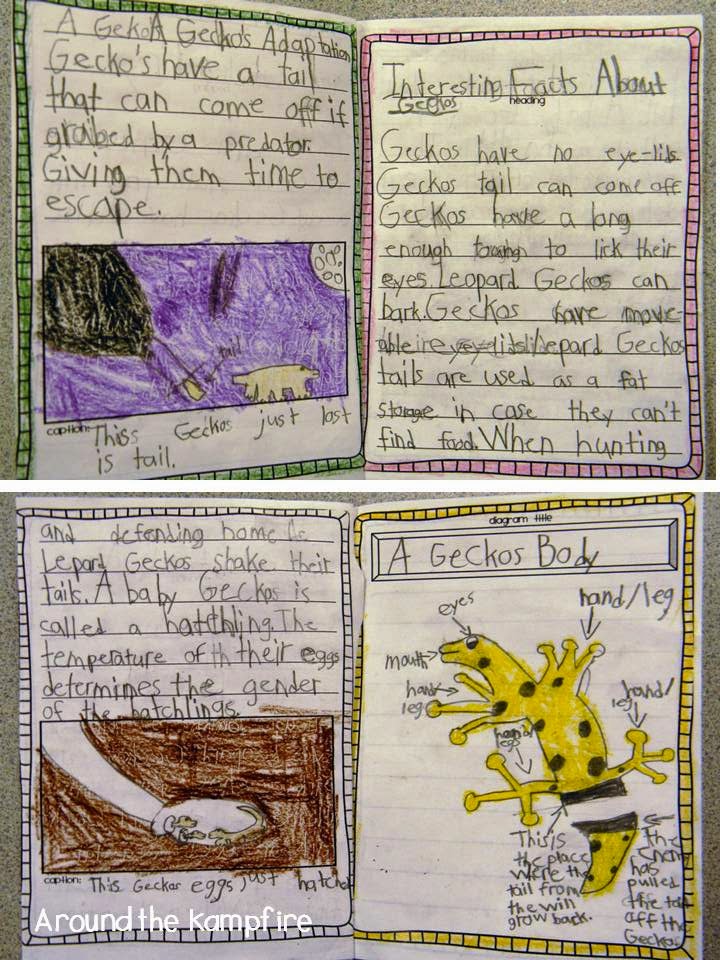 nocturnal animal writing reports2