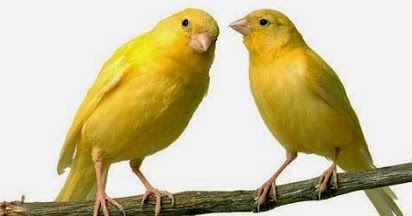 Cara Membedakan Kenari Jantan Dan Betina Umur 2 Bulan Atau Lebih Muda