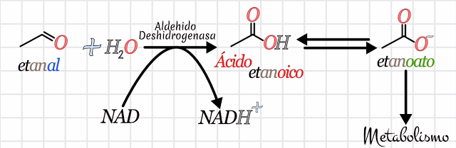 efectos del alcohol etilico en el cuerpo humano