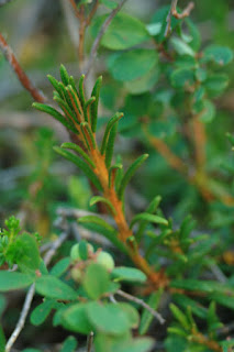 Upright stem covered in short orange fuzz and narrow dark green leaves.