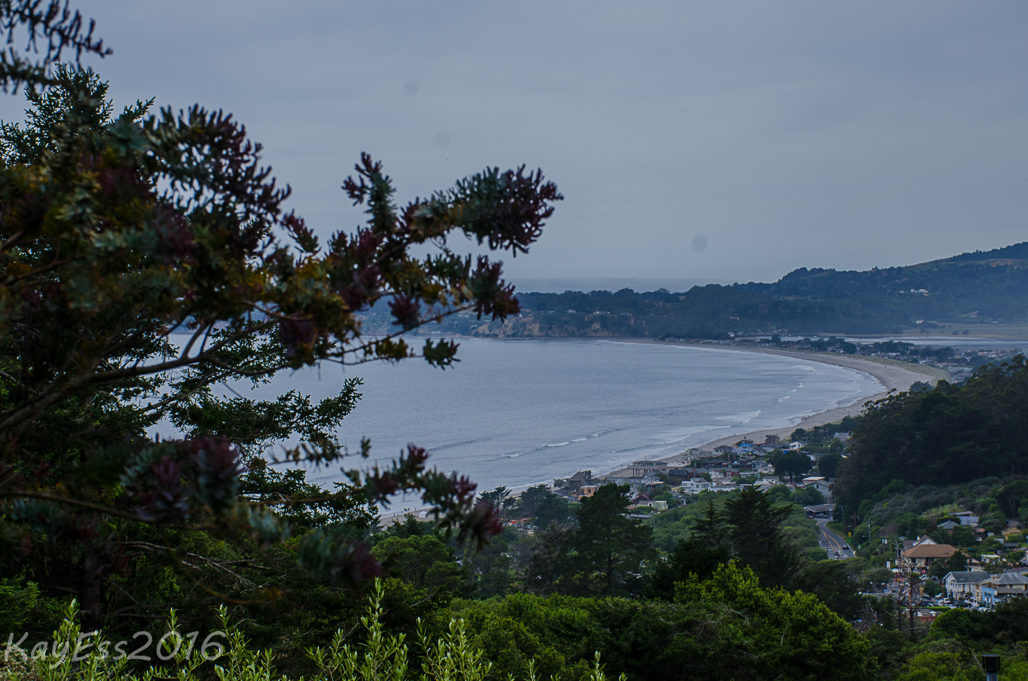 Marin County Open Garden Stinson Beach