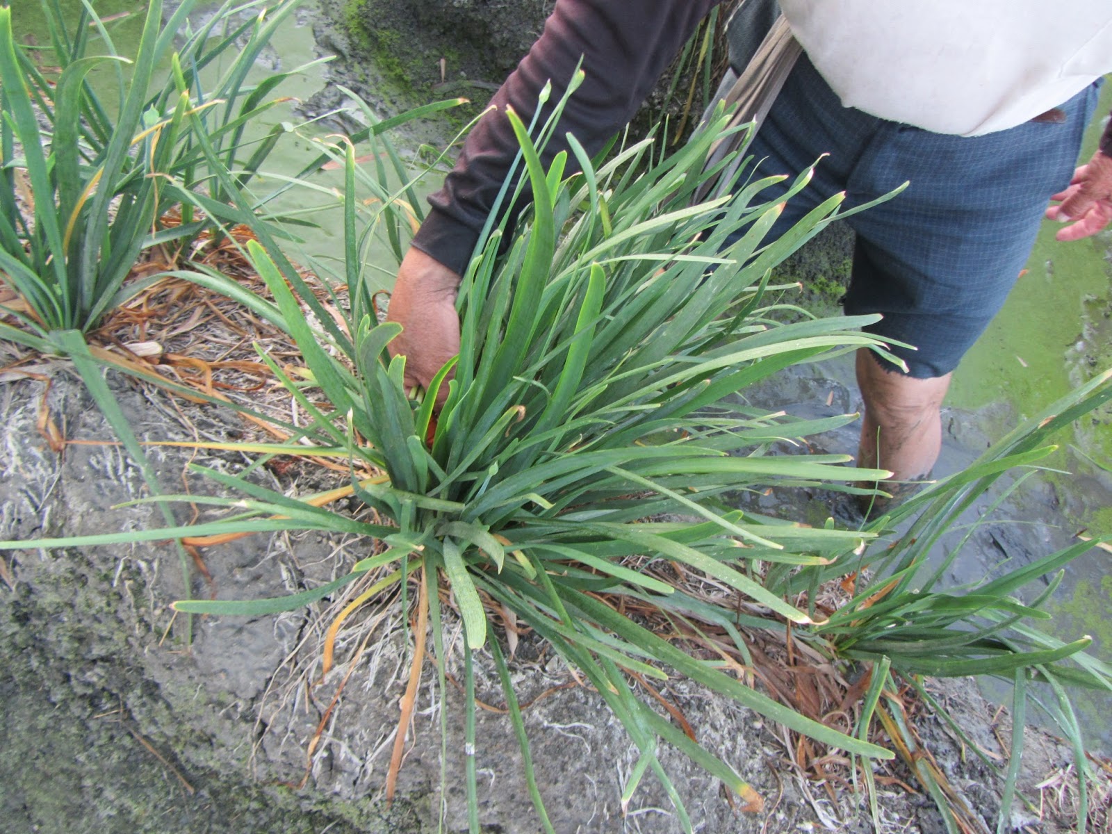 Estudiando Agricultura en Taiwán: Cebollino chino (1): elevar siembra