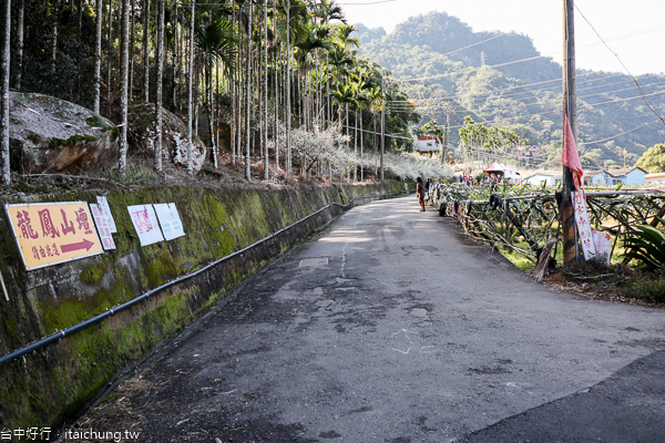 新社梅花隧道、小木屋鮭魚葡萄、梅花森林,台中賞梅花好去處 新社梅花隧道、小木屋鮭魚葡萄、梅花森林,台中賞梅花好去處