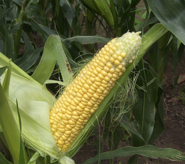 Growing Sweet Corn Organically In Home Garden Modern Farming Methods Corn Growing Sweet How To Grow