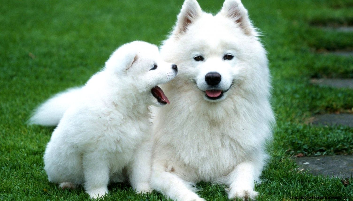 Samoyed Dog Puppies