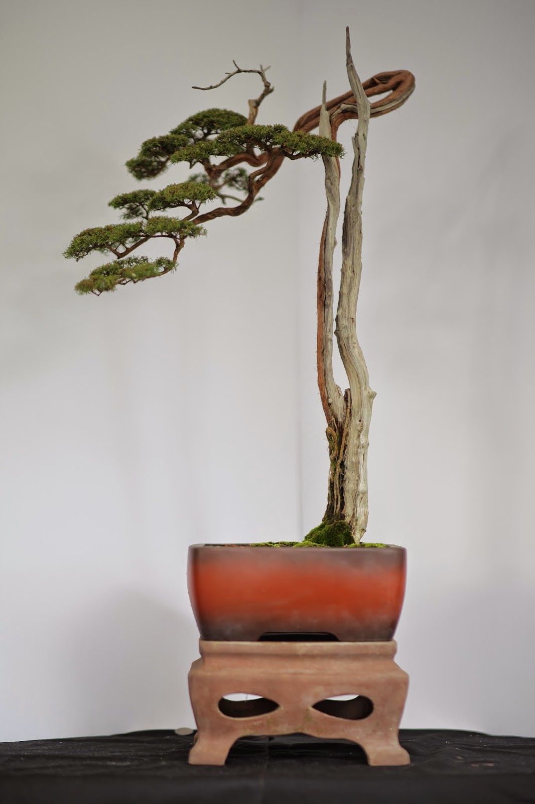 Mat Yie Garden BONSAI IN MALAYSIA CUCUR ATAP (BEACKEA FRUTECENSES)