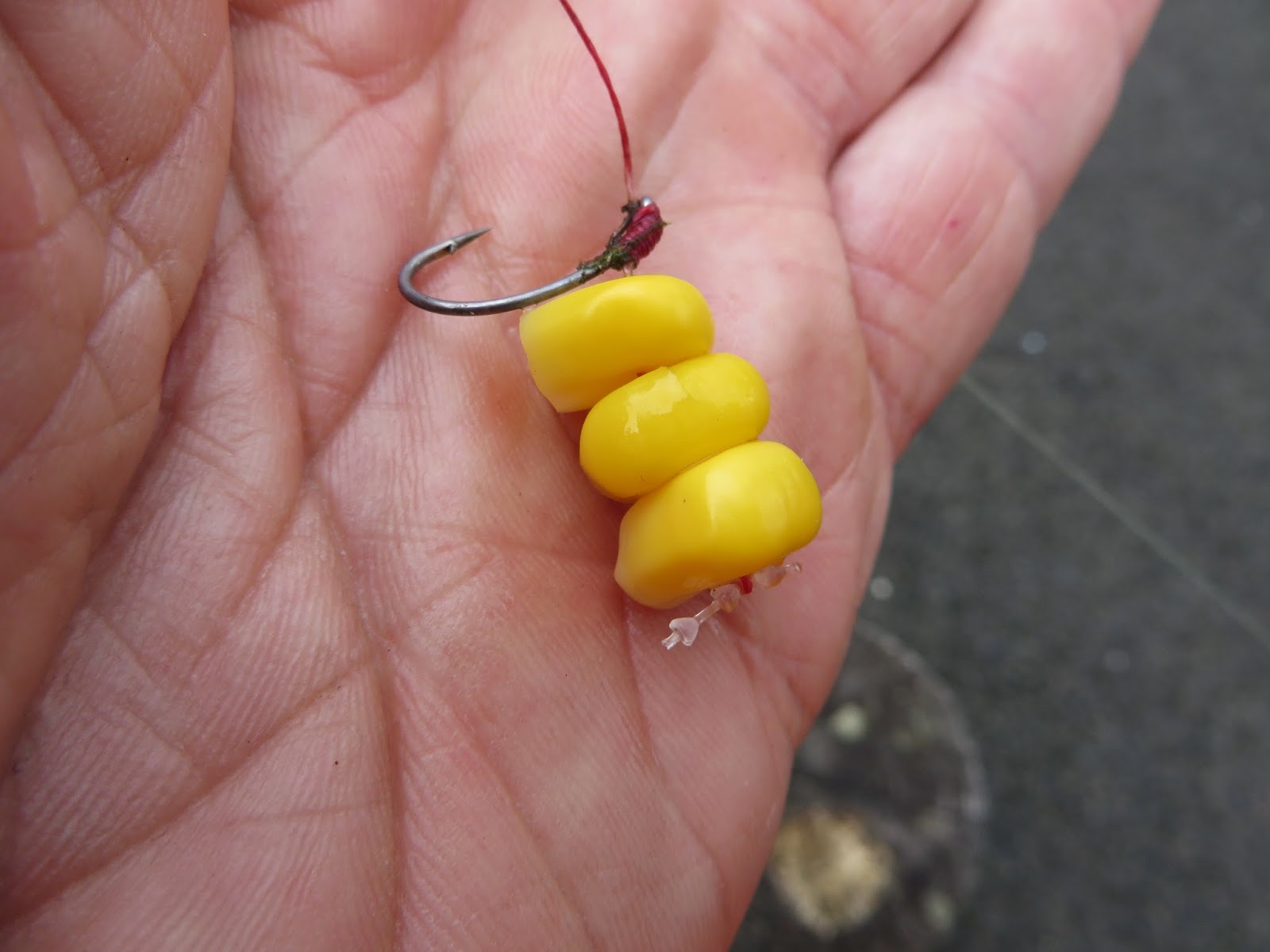 Rhode Island Carp Fishing Keep it Simple in the Early Going