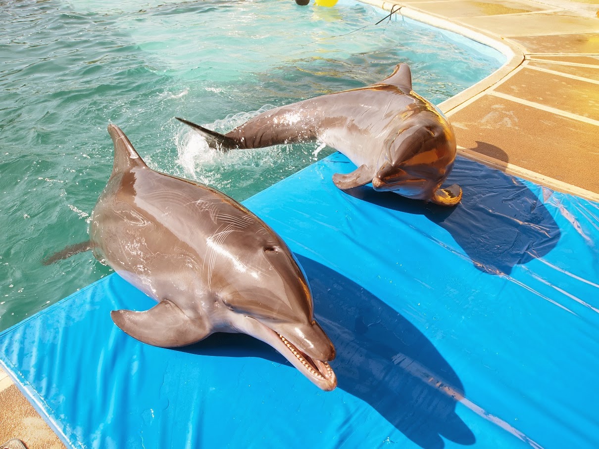 How To Spell Dolphin KhalidKalum