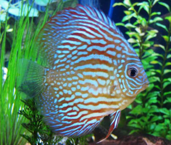 Bali Star News Berbagi Berita Info Dan Tips Ini 7 Jenis Ikan