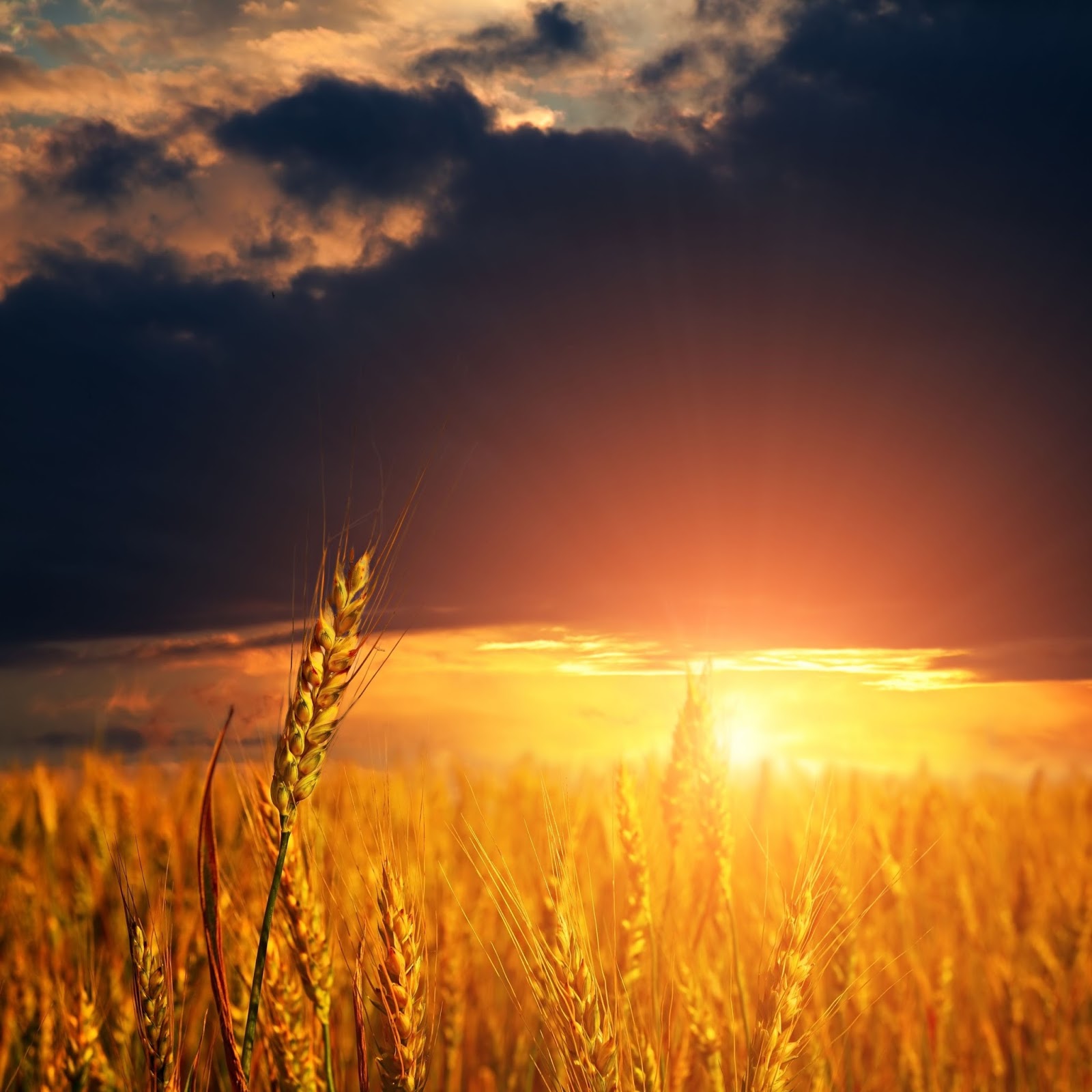 Doctors With Reiki So Many Gifts doctors-with-reiki-so-many-gifts