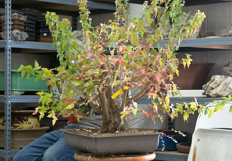 Walter Pall Bonsai Adventures Int. Bonsai Academy in Michigan 2