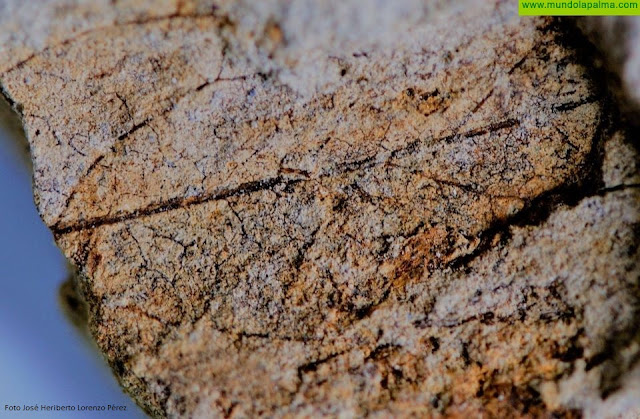 Descubren un nuevo yacimiento paleontológico con fósiles procedentes de un antiguo lago en el Barranco de Las Angustias