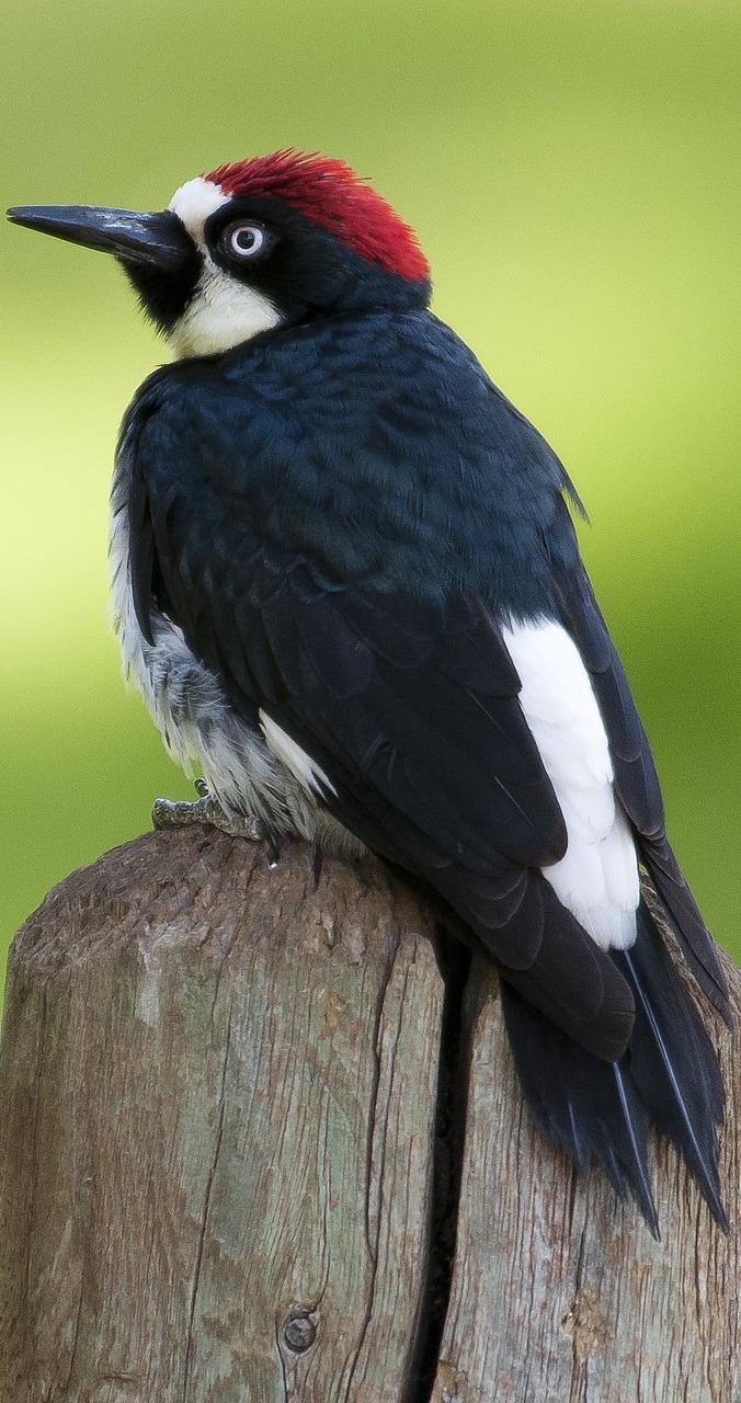 A beautiful woodpecker.