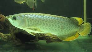 Arwana silver asian ikan hias air tawar