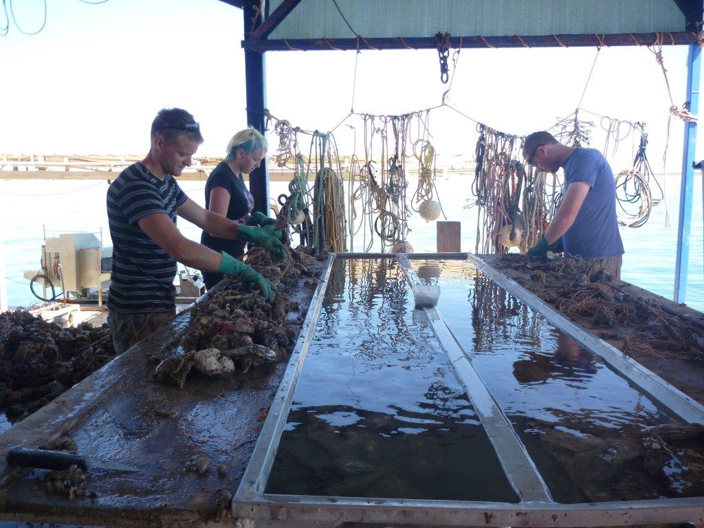 Just Keep on travelling Cleaning the oyster shells