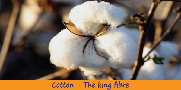 Definition Of Cotton Types And End Uses Of Cotton Textile Apex