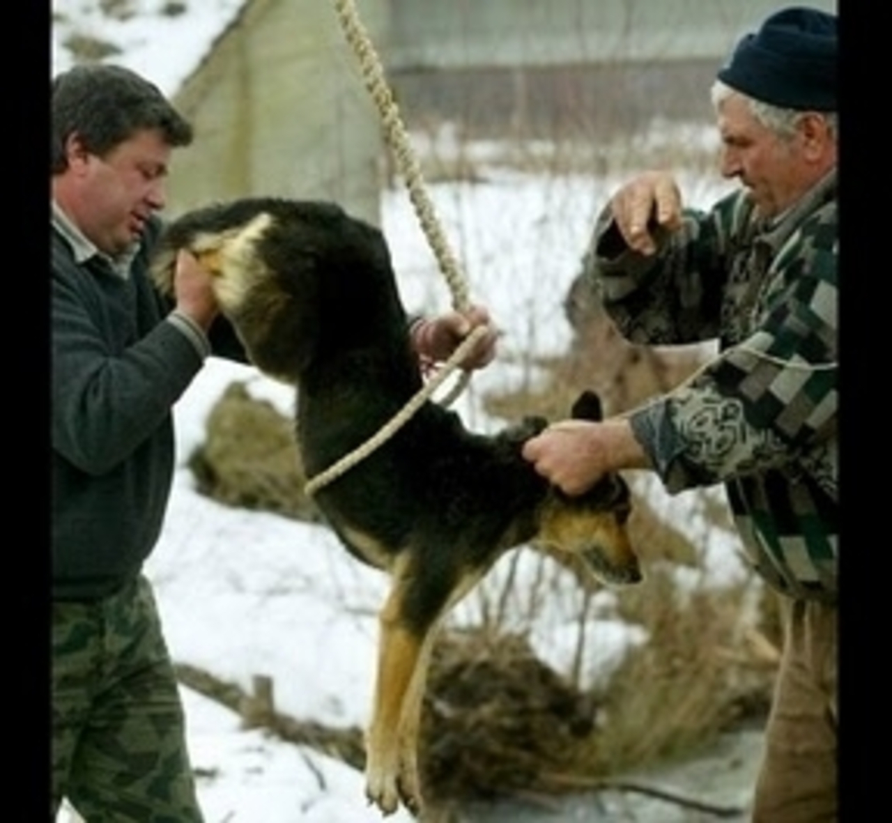 Ritual en Bulgaria o ¿Crueldad animal? BLOG CONTRA EL MALTRATO ANIMAL