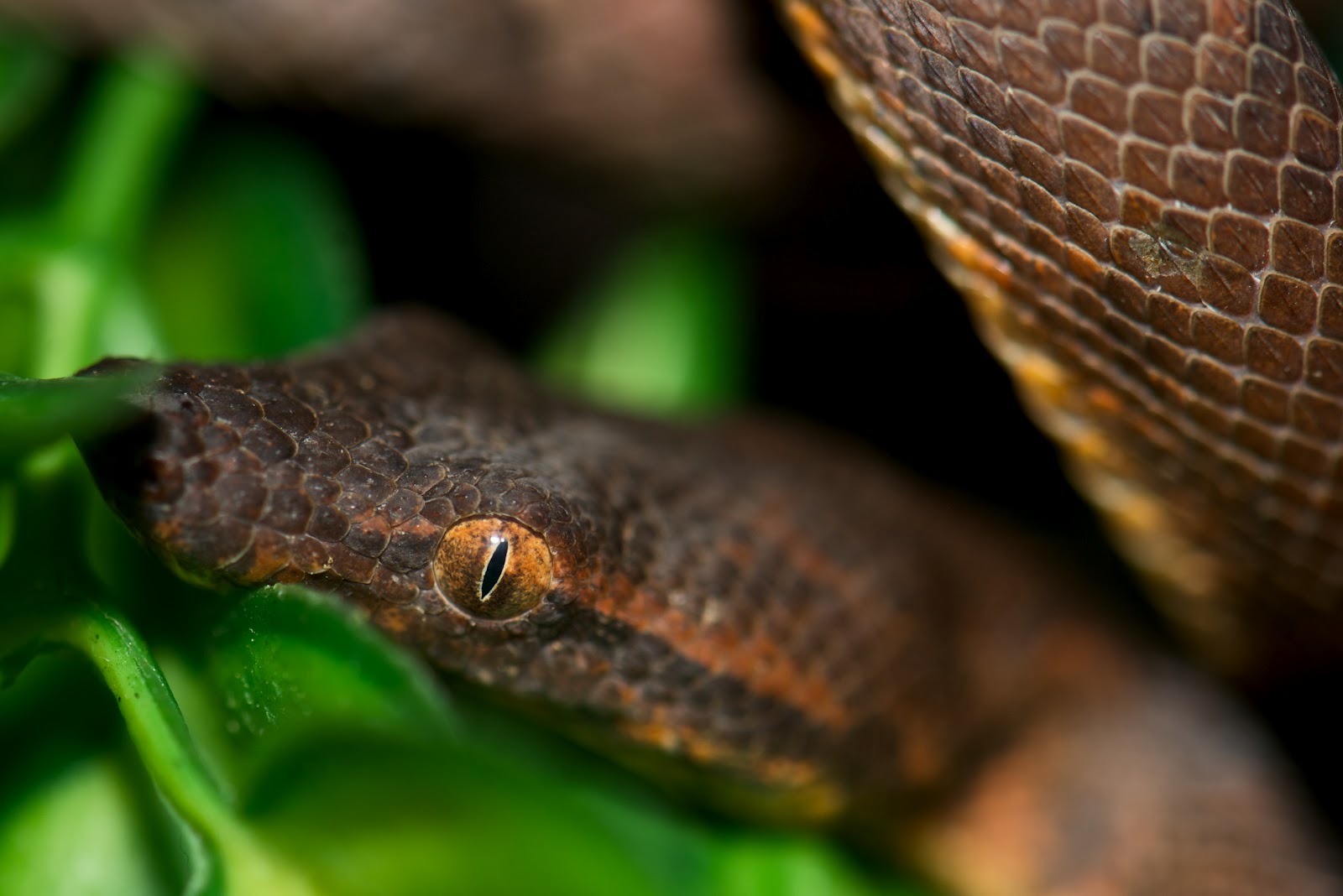 Garden of Eden Exotics & CC Photography: Candoia: Natural History