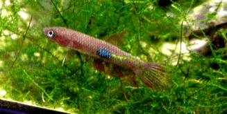 BETTA SPLENDENS BETTA SPLENDENS