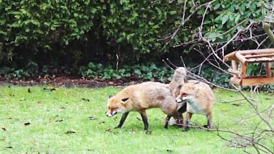 Man calls police over foxes having ‘abnormally long sex’ in his garden