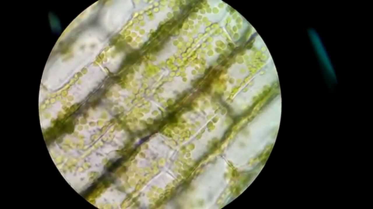 Célula a través de microscopio