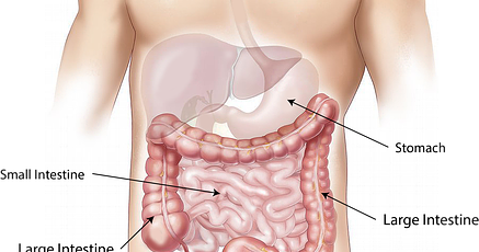 Laporan Praktikum Struktur Sistem Perncernaan Media Ilmu