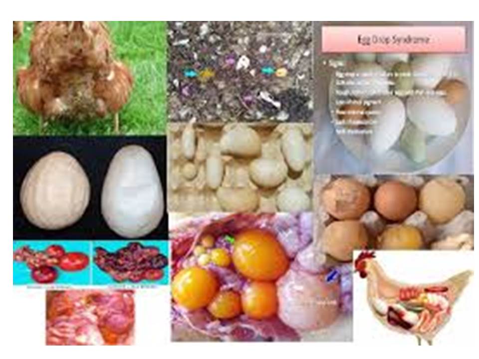 Egg Drop Syndrome 1976 (EDS’ 76) Saude Animal