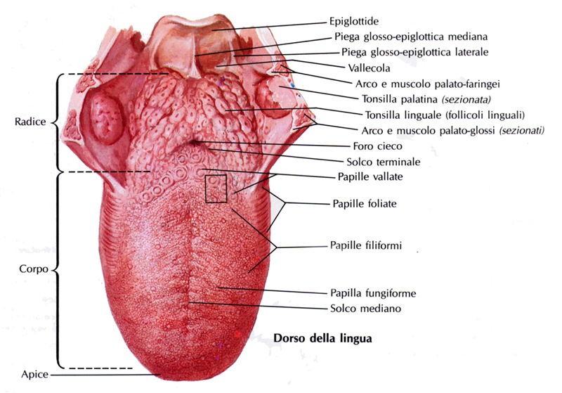 Scopriamo il Corpo Umano del gusto...... Leggete!! Scopriamo il Corpo Umano del gusto...... Leggete!!
