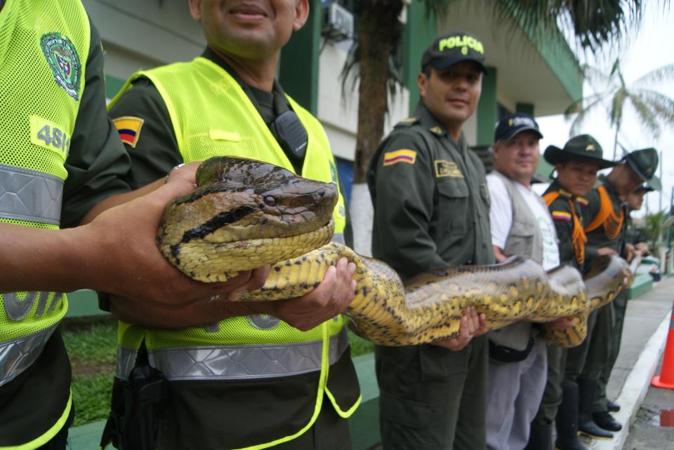 Anaconda Gigante En El Amazonas Anaconda Gallery