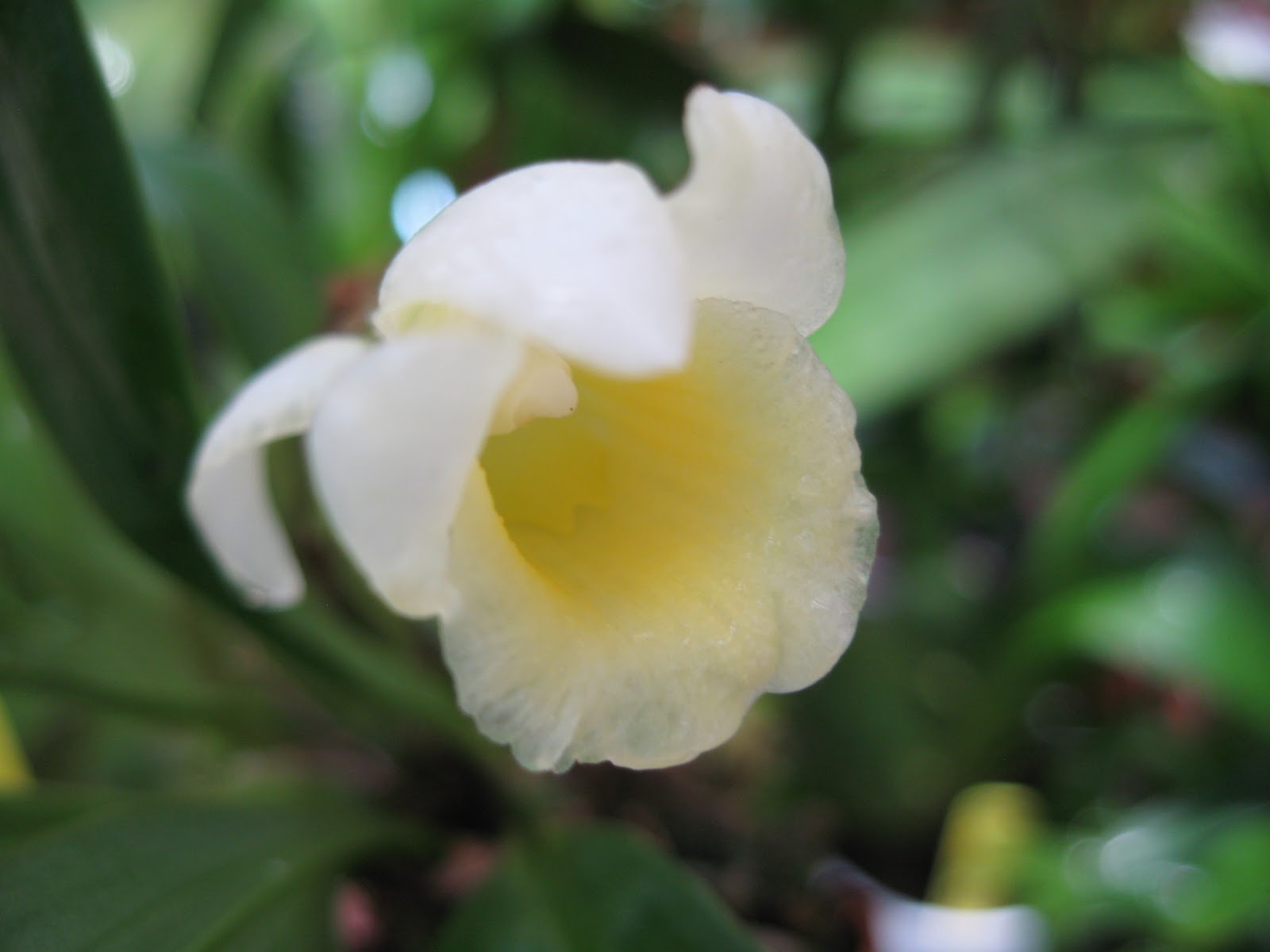 Orquídeas Blog de Angel Mar Chondrorhyncha lendyana (División de una