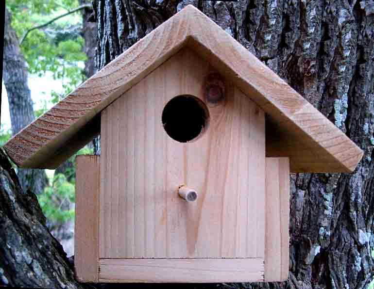 Bird In Everything House Wren Birdhouse