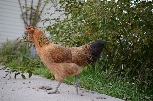 Ameracuana chicken breed, bearded hen, bearded chicken