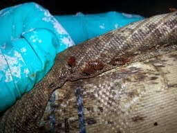 Bed bug treatment in London