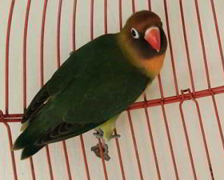 Lovebird adalah burung yang memiliki keunikan tersendiri yaitu selain warnanya yang cantik Kumpulan jenis dan warna burung Lovebird terbaik dan termahal