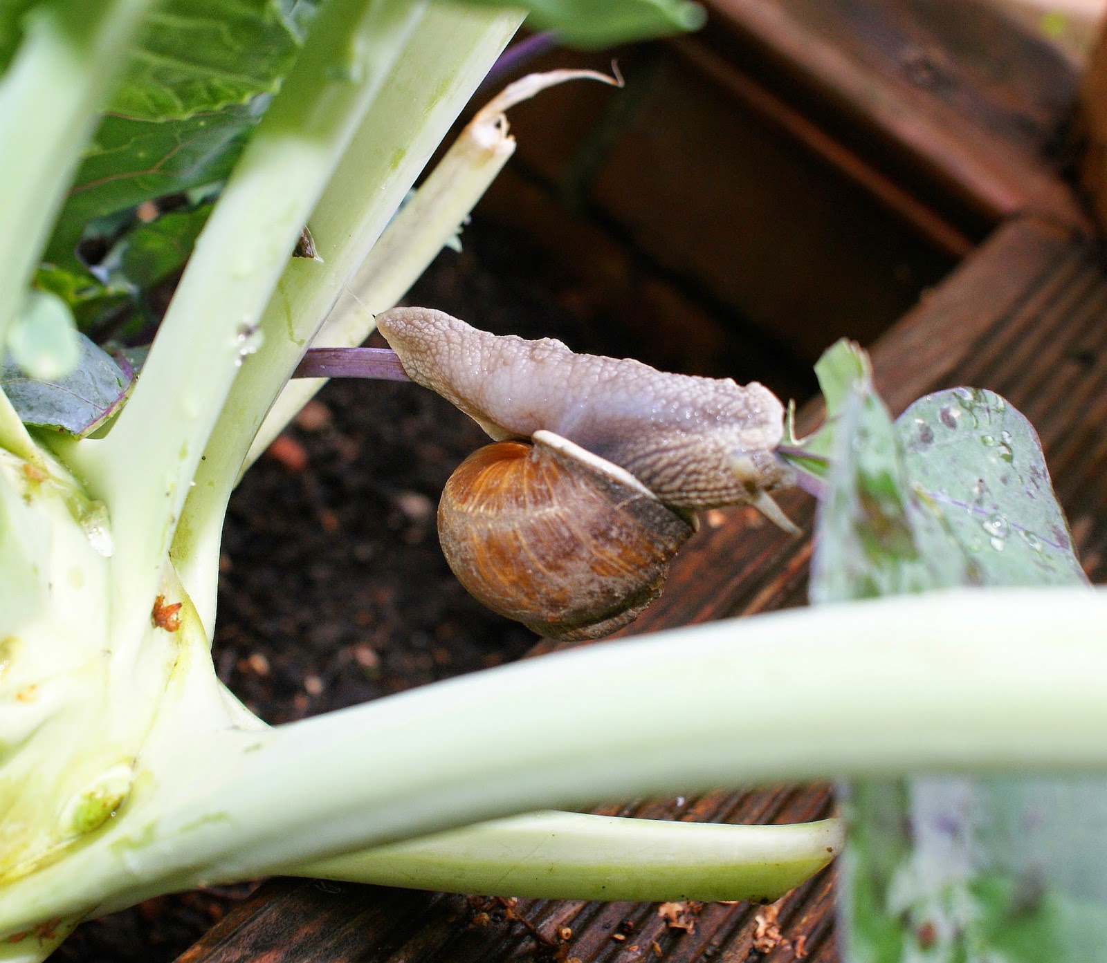 's Quiltgartl Broomstick Hollow