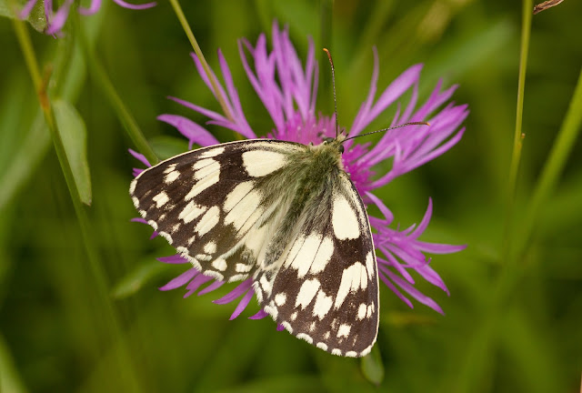 Marbled White - Whitecross Green Woods, Oxfordshire