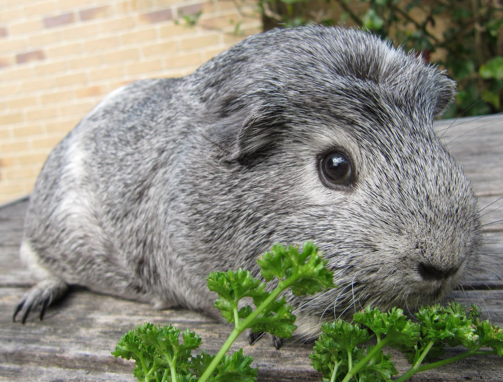 All Things Guinea Pig Breeds and Varieties