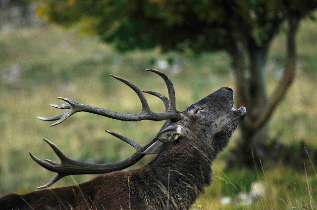cervo che bramisce