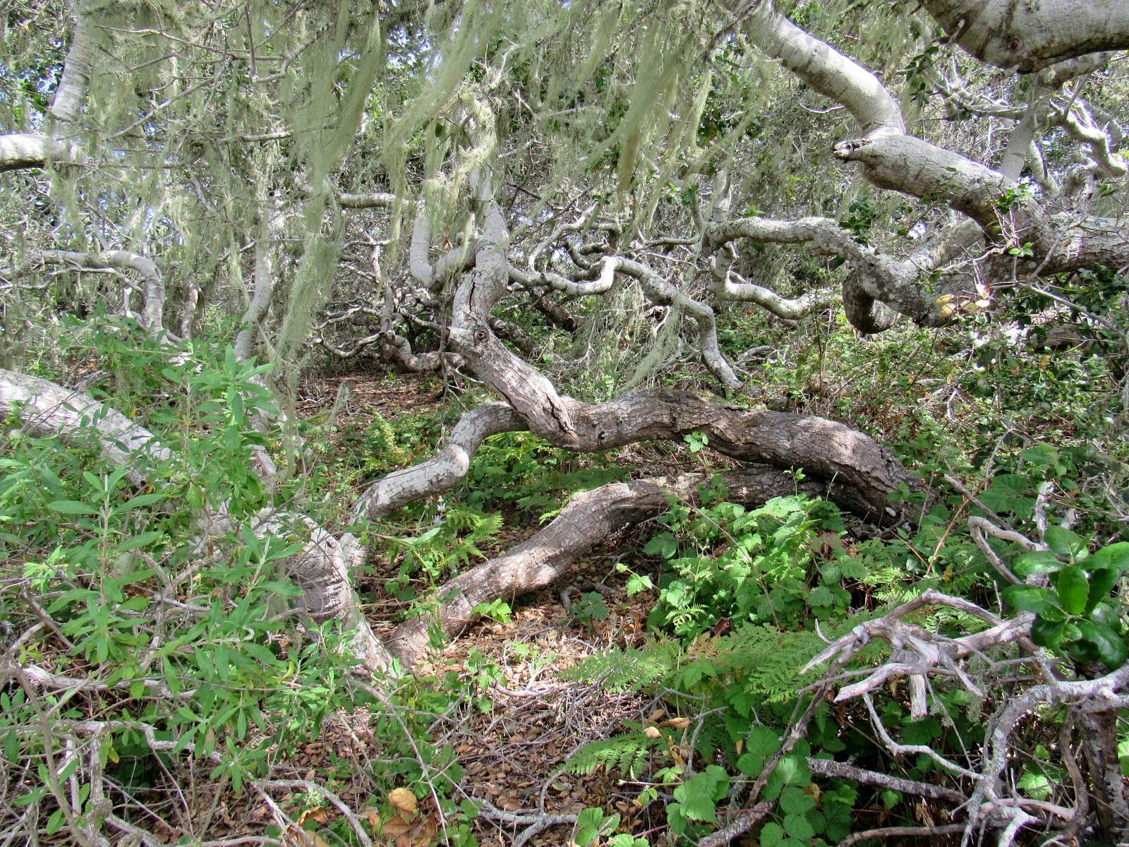 The Elfin Forest A Land of Mythical Woodland Beings? Maybe Not Quite...