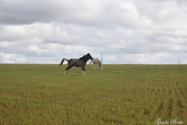 Cavalo no campo
