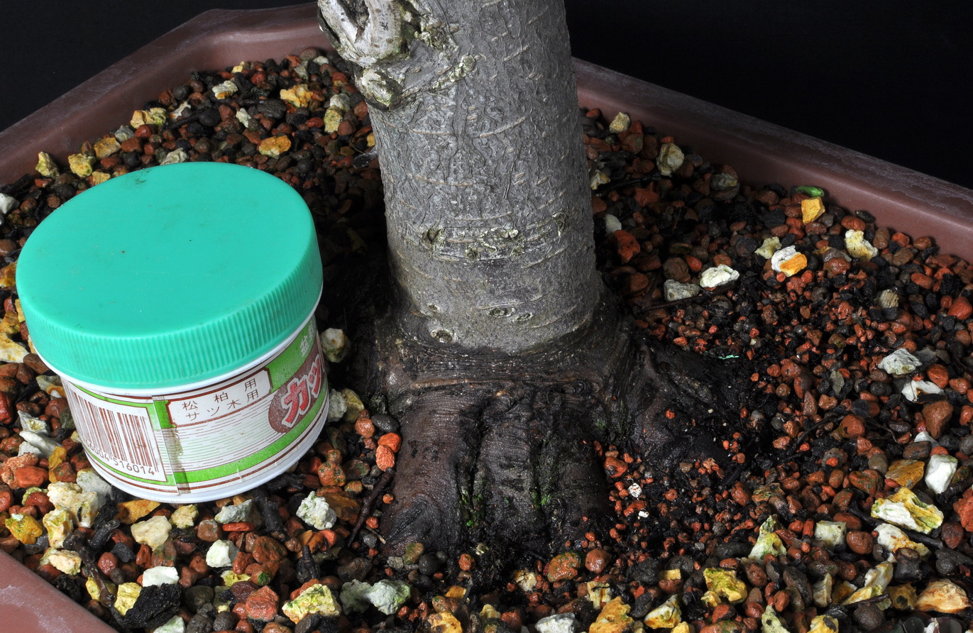 Bonsai Moravia Blog ELM FROM CUTTING