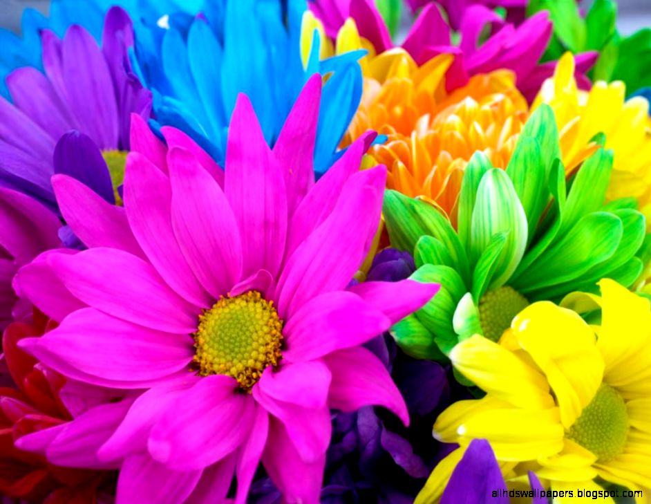 Pretty Colorful Flowers