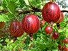 Опписиание: сенатор крыжовник сенатор