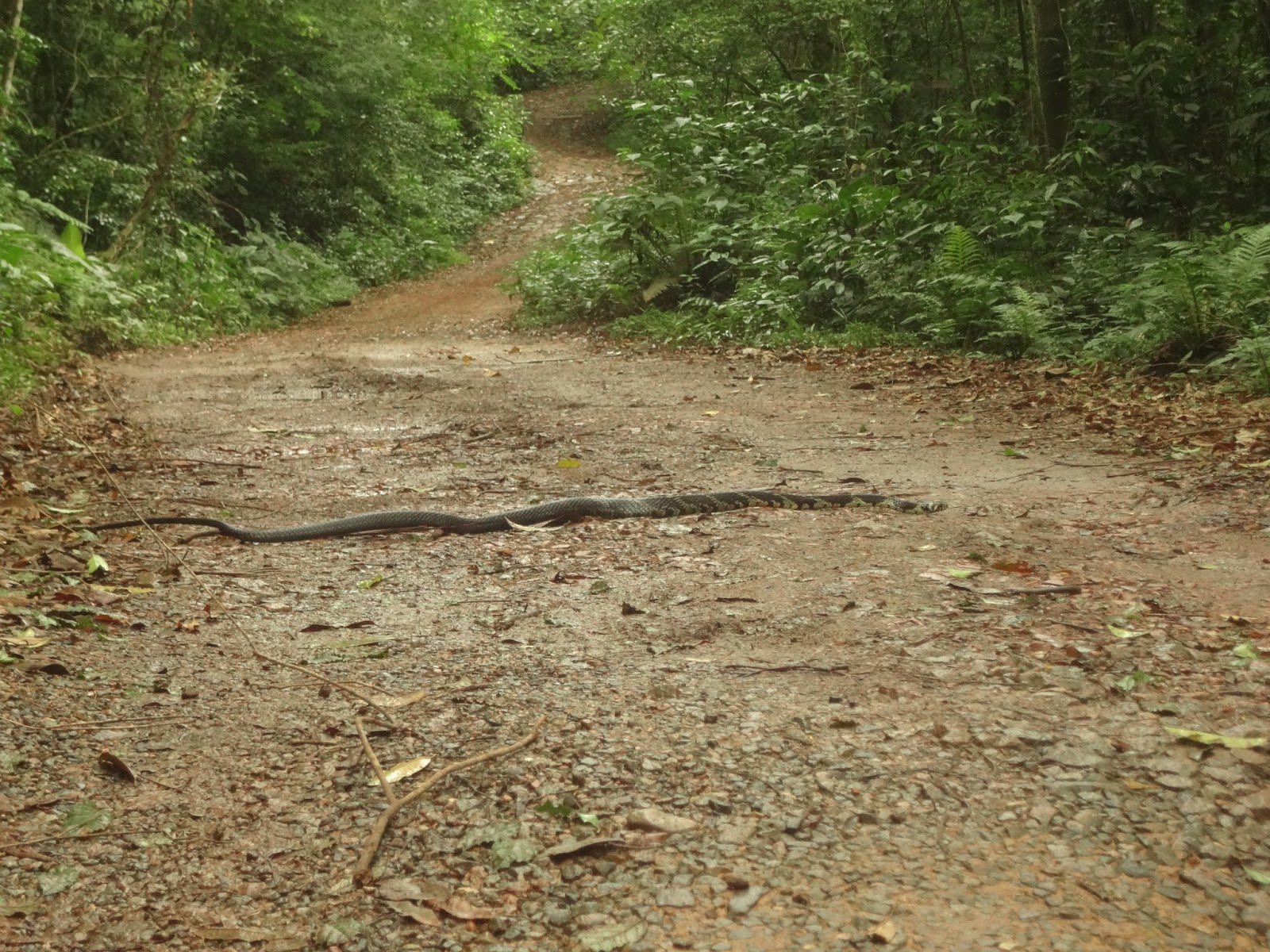 Olha quem estava cruzando a estrada: a cobra Caninana! - Cobra na Trilha para Marumbi - Coluna DE ROLÊ – 7 dicas para camping no Marumbi por um viajante de experiência “mediana-pra-boa” – por THIAGO GAVA