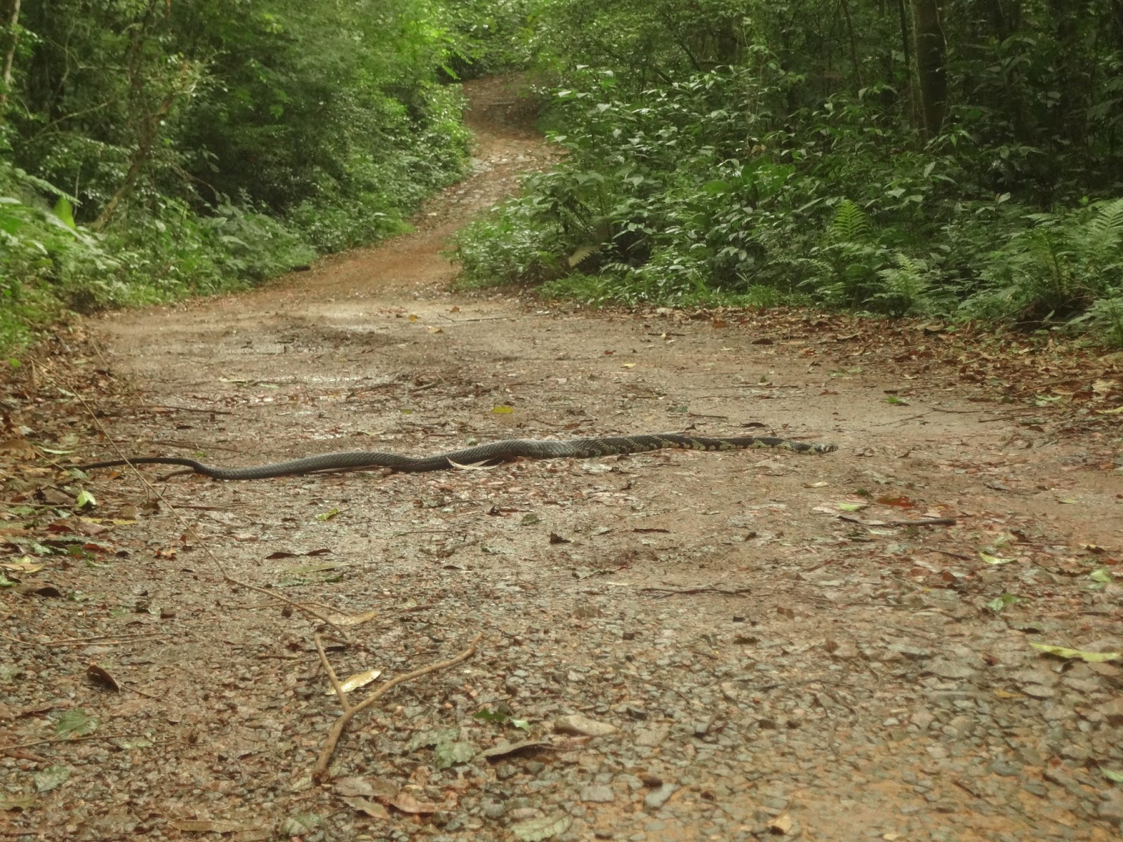 Olha quem estava cruzando a estrada: a cobra Caninana! - Cobra na Trilha para Marumbi - Coluna DE ROLÊ – 7 dicas para camping no Marumbi por um viajante de experiência “mediana-pra-boa” – por THIAGO GAVA