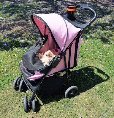 HautePinkPretty - Why we Use a Dog Stroller