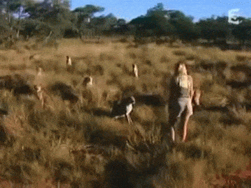 6.gif